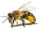 Пчеловодство в Саках