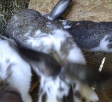 Продам Кроликов 1,5-4 месяца на племя - Сельхоз животные в Крыму
