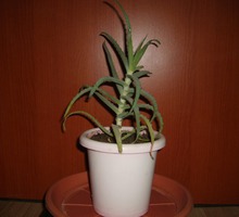 Продам лечебное растение АЛОЭ - Саженцы, растения в Севастополе