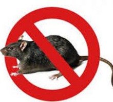 Уничтожение мышей и крыс в Симферополе и по Крыму ( дератизация ). - Клининговые услуги в Симферополе