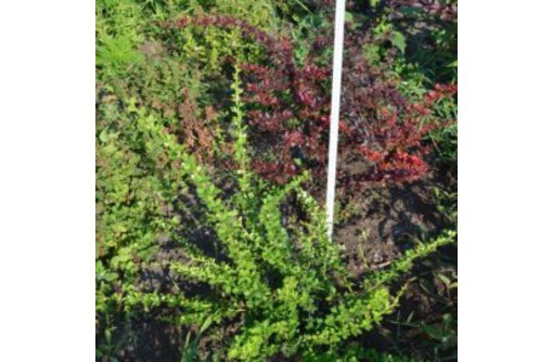 ​«Изобильный питомник» - отборные деревья и кусты для создания уникального ландшафта - Ландшафтный дизайн в Феодосии