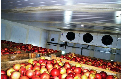 Холодильные камеры для хранения яблок | АквилонСтройМонтаж