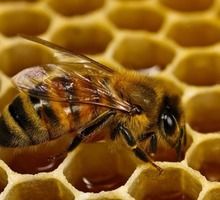 Пчелопакеты Карпатка Карника 4500 - Пчеловодство в Бахчисарае