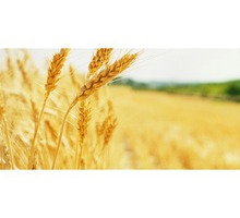 Защита зерна и зерновых продуктов от вредителей, фумигация и влажная дезинсекция - Сельхоз услуги в Евпатории