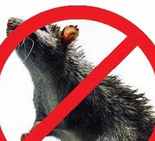 Уничтожение крыс и мышей в Симферополе с гарантией! Вся необходимая документация для организаций! - Клининговые услуги в Симферополе