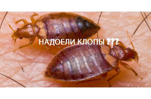 КЛОПЫ! Загрызли клопы? Не тратьте деньги на бытовую химию, не поможет, как и утилизация мебели!Жмите - Клининговые услуги в Феодосии