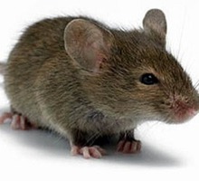 Мыши поселились по соседству? Профессиональная дератизация (уничтожение мышей)! Безопасно! Жмите! - Клининговые услуги в Армянске