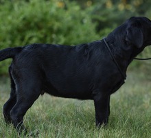 Щенок лабрадор, черный мальчик - Собаки в Севастополе