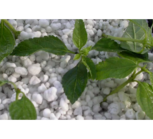 Агроперлит- добавка для роста растений - Грунты и удобрения в Севастополе