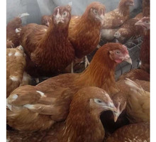 Куры несушки с доставкой на дом - Птицы в Севастополе