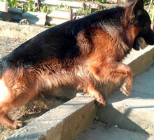 Продам щенков немецкой овчарки - Собаки в Алуште
