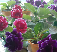 Глоксиния комнатный цветок - Саженцы, растения в Севастополе