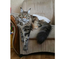 Кошка мейн-кун пропала из приюта на Фиоленте - Бюро находок в Севастополе