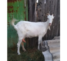 Срочно продам коз - Сельхоз животные в Севастополе
