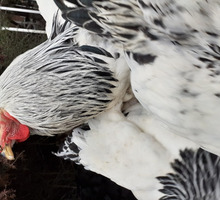 Продам породистых кур белые брама - Сельхоз животные в Севастополе