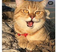 Вязка с золотым шотландским котиком - Кошки в Симферополе