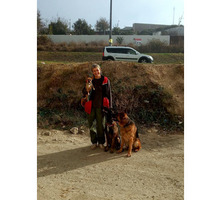 Дрессировка собак в Севастополе - Дрессировка, передержка в Севастополе