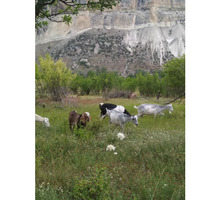 Молочные козы. - Сельхоз животные в Бахчисарае