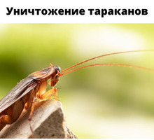 ​Уничтожение тараканов АЛУПКА - Клининговые услуги в Алупке