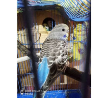 Волнистый попугай девочка - Птицы в Евпатории