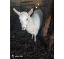 Продам породистую козочку - Сельхоз животные в Евпатории