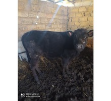 Срочно продам тëлочку - 5 мес. - Сельхоз животные в Евпатории