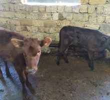 Продам двух телочек | Красной - 2,5 месяца | Черной - месяц - Сельхоз животные в Евпатории