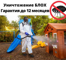 Уничтожение Блох С Гарантией в Симферополе - Клининговые услуги в Симферополе