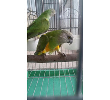 Синегальский попугай - Птицы в Симферополе