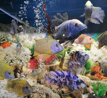 Обслуживание аквариумов - Аквариумные рыбки в Симферополе