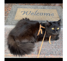 Вязка чёрный кот - Кошки в Ялте