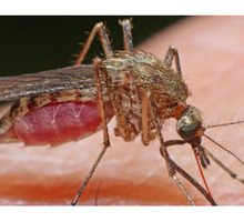 Обработка от комаров в Крыму на сезон - Медицинские услуги в Евпатории