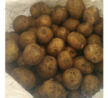 Продам семенной картофель - Эко-продукты, фрукты, овощи в Симферополе