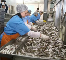 В рыбный цех требуются переработчики рыбы и операторы ленточной пилы г. Симферополь - Рабочие специальности, производство в Симферополе