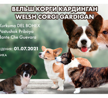 Продаются щенки корги кардиган - Собаки в Ялте