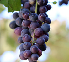 Виноград сорта ИЗАБЕЛЛА - Эко-продукты, фрукты, овощи в Севастополе