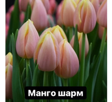 Тюльпаны к 8 марта - Саженцы, растения в Севастополе