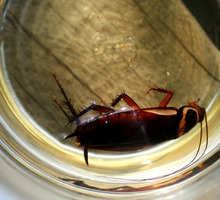 Уничтожение тараканов в Севастополе, дезинсекция в соответствии с СанПиН - Клининговые услуги в Севастополе