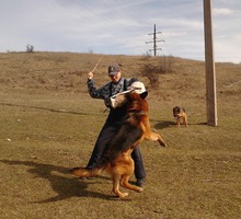 Дрессировка собак любых пород - Дрессировка, передержка в Крыму