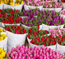 Тюльпаны оптом и в розницу к 8 марта Крым 2022 - Саженцы, растения в Симферополе