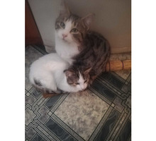 Кошки в поиске Дома - Кошки в Симферополе