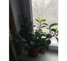 Комнатное растение - Саженцы, растения в Симферополе