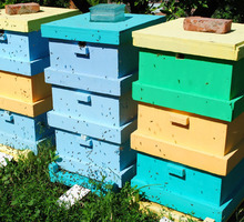 Продам пчелосемьи с ульями - Пчеловодство в Джанкое