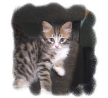 Котята в добрые руки бесплатно - Кошки в Симферополе