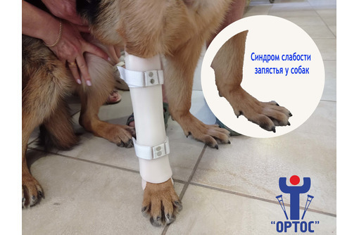 Ортез протез для животных Севастополь Крым - Ветеринарные услуги в Севастополе