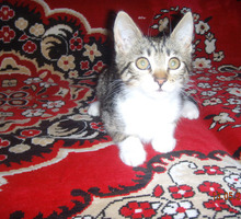 Бесплатное объявление Отдам в добрые руки полуторамесячных котят - Кошки в Севастополе
