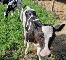 Продаю домашних бычков/быков/телят - Сельхоз животные в Симферополе