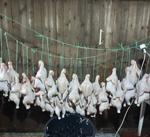 Мясо птицы - Продукты питания в Симферополе