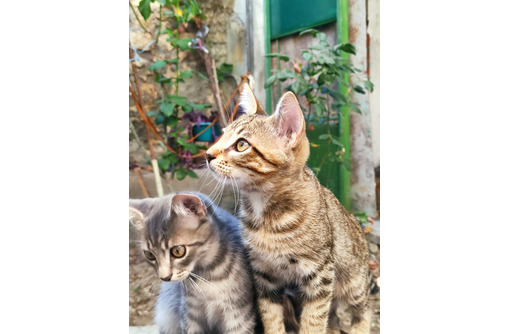 Котята в добрые руки - Отдам в добрые руки в Севастополе