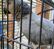 Продам говорящего попугая - Птицы в Керчи